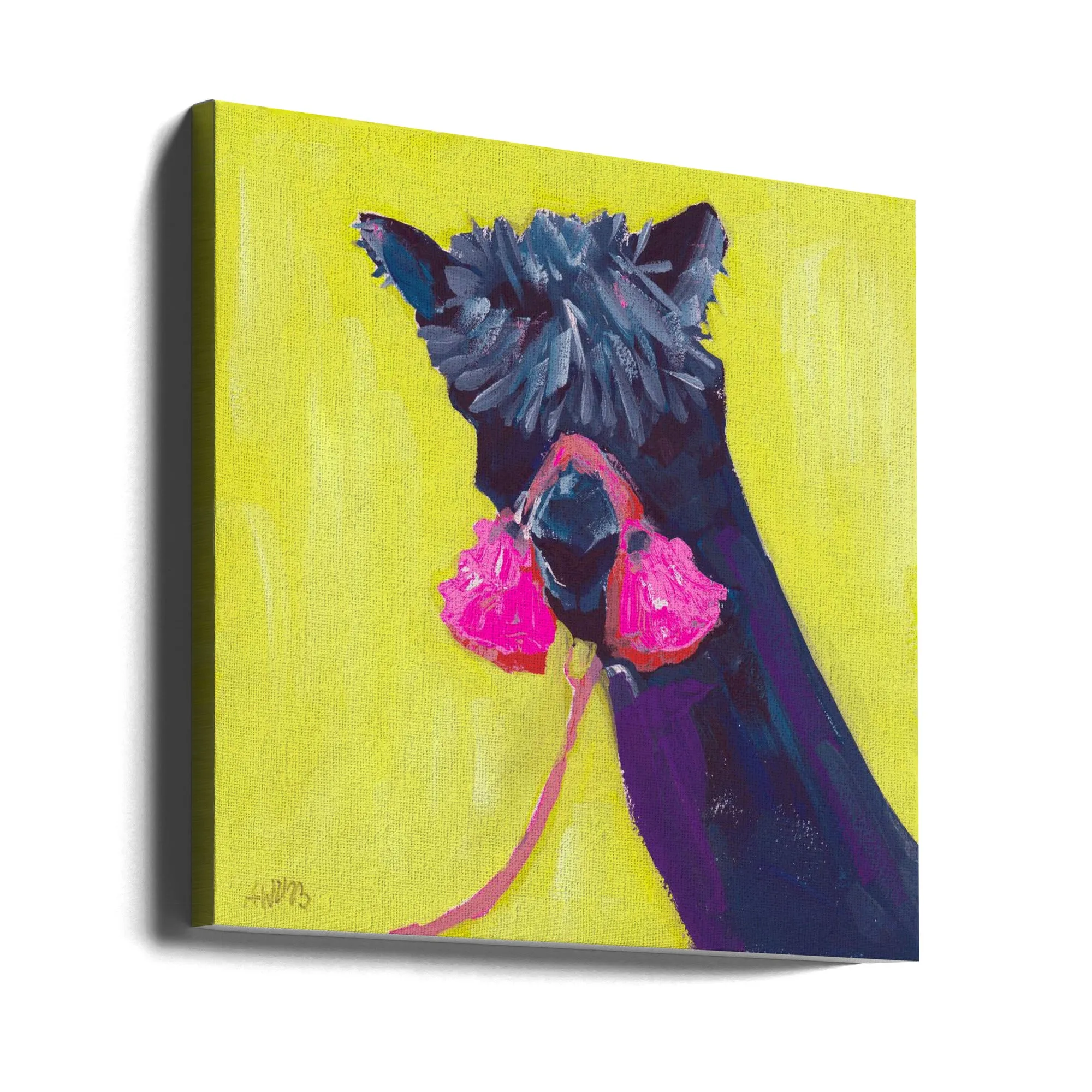 Black Alpaca - Square Stretched Canvas, Poster or Fine Art Print