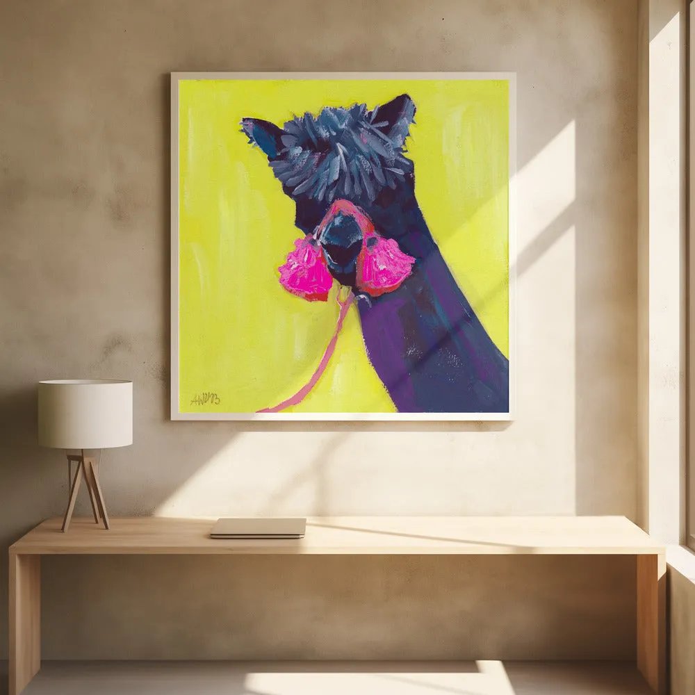 Black Alpaca - Square Stretched Canvas, Poster or Fine Art Print